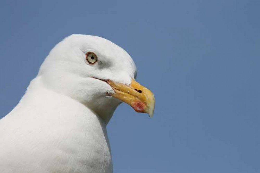 A stock image of a herring gull. Pixabay. Permission for use by all partners.