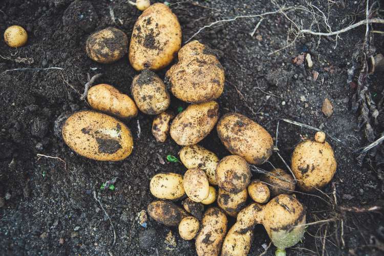 Roasted, mashed or fried. Everyone's favourite over in Frome