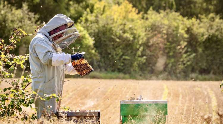 David at work at one of his bee hives