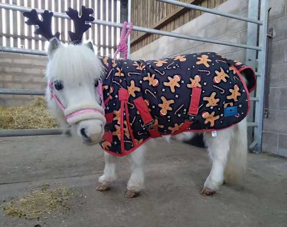 One Phoenix Foundation's ponies gets ready for Christmas