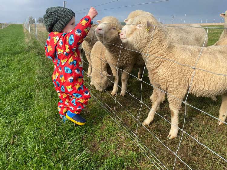 Children can interact with some of the many animals at Charnwood Forest Alpacas