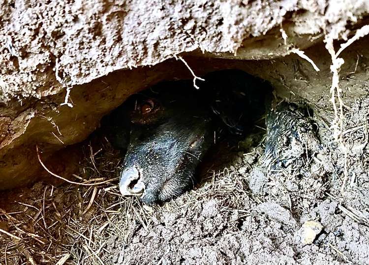 The dog was stuck in a badgers' sett at the Diamond Jubilee Wood. Photos: Leicestershire Fire Service