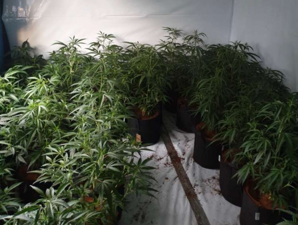 Almost 100 cannabis plants were found at a Biddulph property back in September.