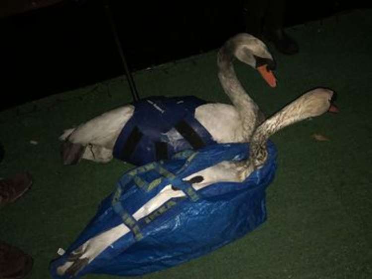 Six swans have now been rescued by Swan Support in Brentford since Sunday.