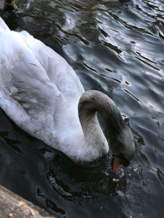 Photographs taken by residents at the River Brent Moorings in Ferry Quays.