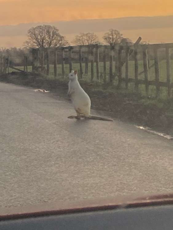 The wallaby stayed in the middle of the road before hopping off