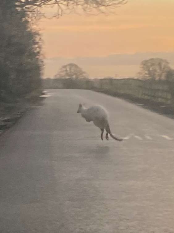 Warwickshire's white wallaby was first spotted in October last year