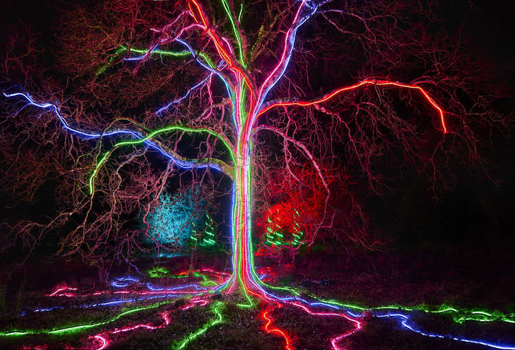 The illuminated Christmas trail at Kingston Lacy (Image: Sony Music)