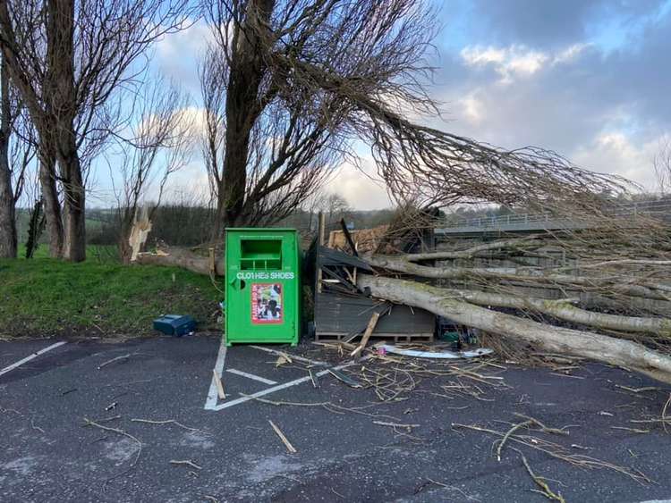 The tree down at Groves Nurseries