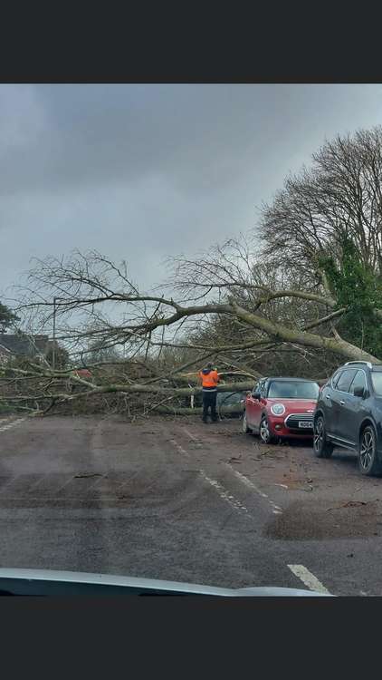 The tree down in Lower Walditch Lane (Image: Ally Franklin)