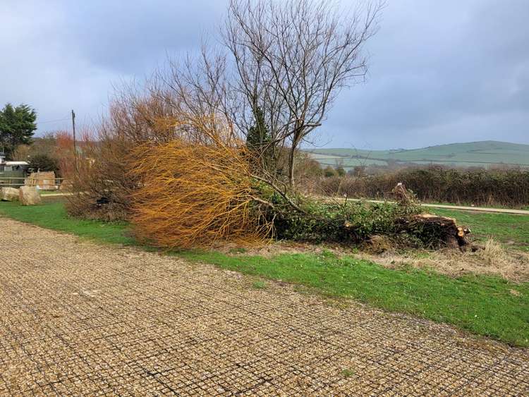 Fallen tree in West Bay Road car park