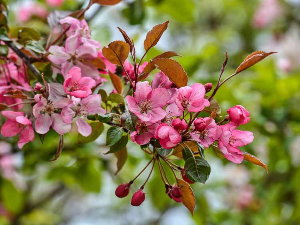 Bridport Tree Planting has donated a crab apple tree to St Mary's churchyard (Image: Pixabay)