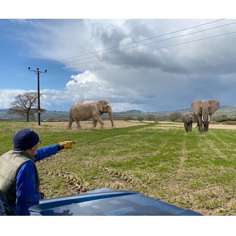 Elephants grazing at Coppet Hill