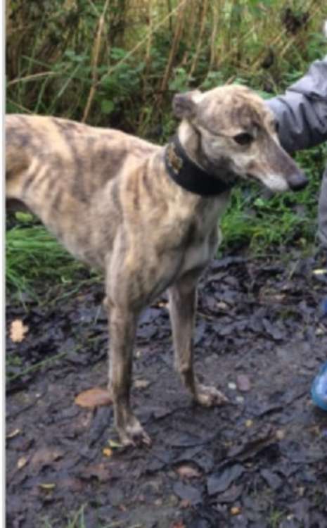 Duke, the Lurcher, is still missing