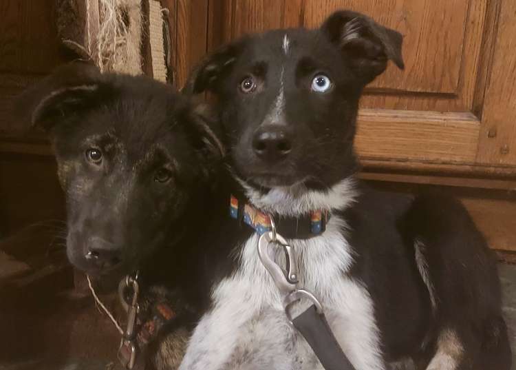 Siblings Storm (left) and Magic (right) both fell ill with Parvovirus, but only Storm would survive.