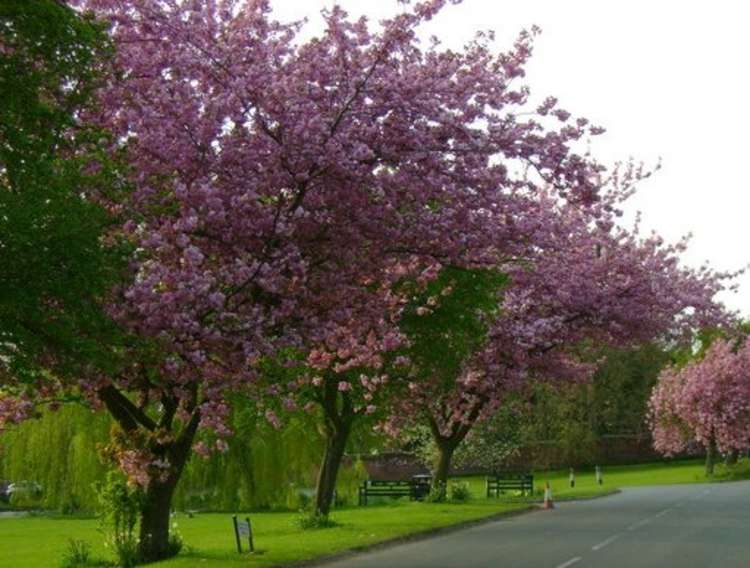 Congleton: What the three trees could look like in a few years. (Image - CC 2.0 Unchanged Cropped Sean Diver / Cherry Blossom Trees, Askham Richard / CC BY-SA 2.0)