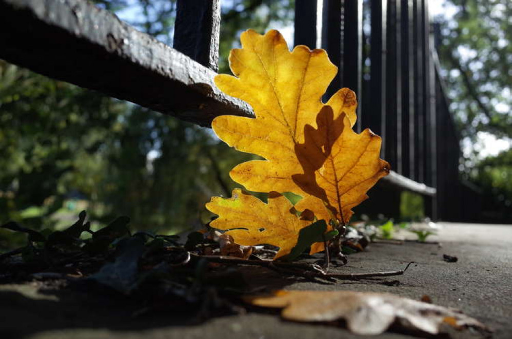 Autumn in Cowbridge (Image: Neil Schofield)