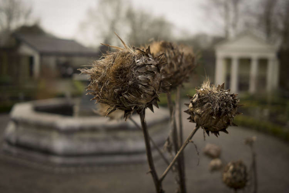 Winter Cardoons in Cowbridge Physic Garden by Neil Schofield.jpg