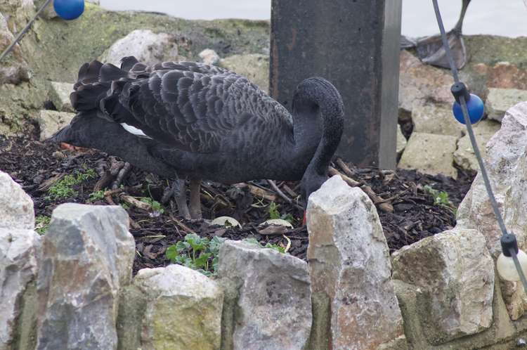 Swan nesting on the island at Tuck's Plot (Nub News, Will Goddard)