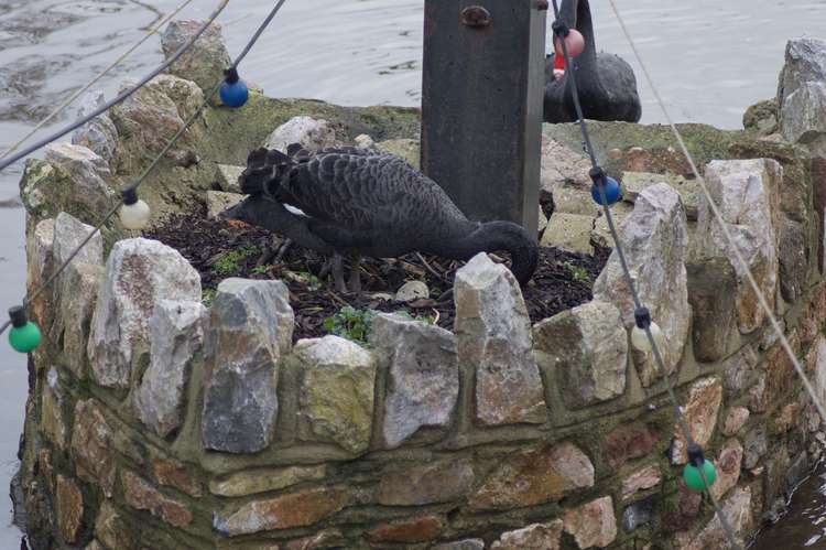 Swan nesting on the island at Tuck's Plot (Nub News, Will Goddard)