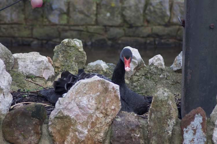 Swan nesting on the island at Tuck's Plot (Nub News, Will Goddard)