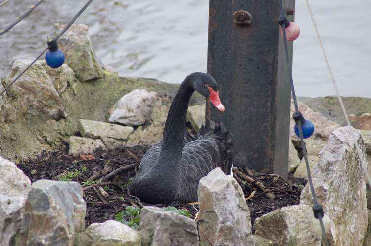 Swan nesting on the island at Tuck's Plot (Nub News, Will Goddard)