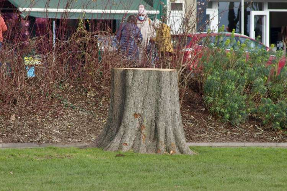 The stump of the felled horse chestnut tree on Dawlish Lawn (Nub News, Will Goddard)