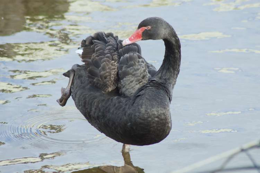 Black swan in the Brook (Nub News, Will Goddard)