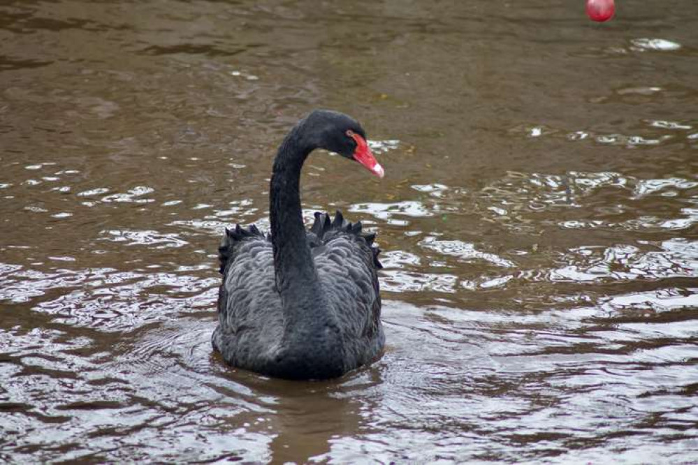 A black swan in Dawlish Water (Nub News, Will Goddard)