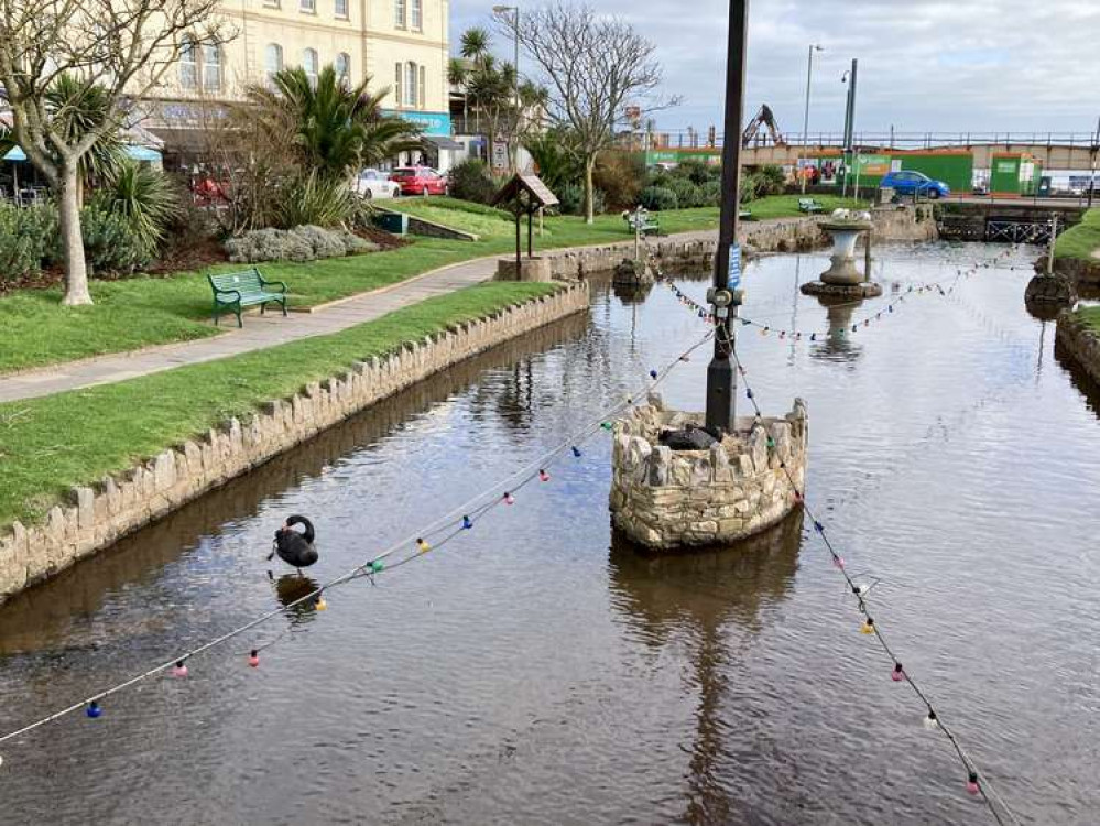 Tuck's Plot, Dawlish in February before male swan was killed (Nub News, Will Goddard)