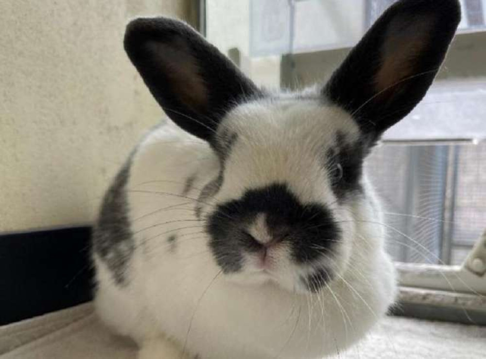 Female black-and-white rabbit Rosie was brought to the RSPCA Little Valley Animal Centre in September 2021 (RSPCA)