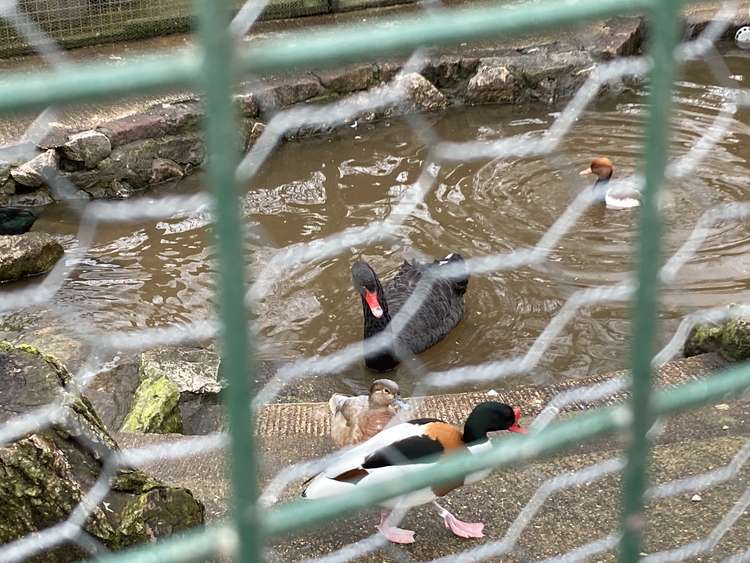 The new male black swan, Bert, in the aviary at the waterfowl compound on Dawlish Water (Nub News, Will Goddard)