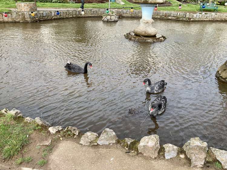 The female black swan with the two young swans on Dawlish Water at Tuck's Plot (Nub News, Will Goddard)