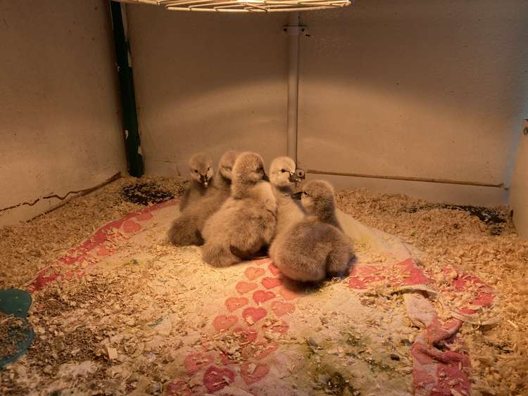 The five new cygnets in an incubator inside the waterfowl compound on Dawlish Water earlier this month (Nub News, Will Goddard)