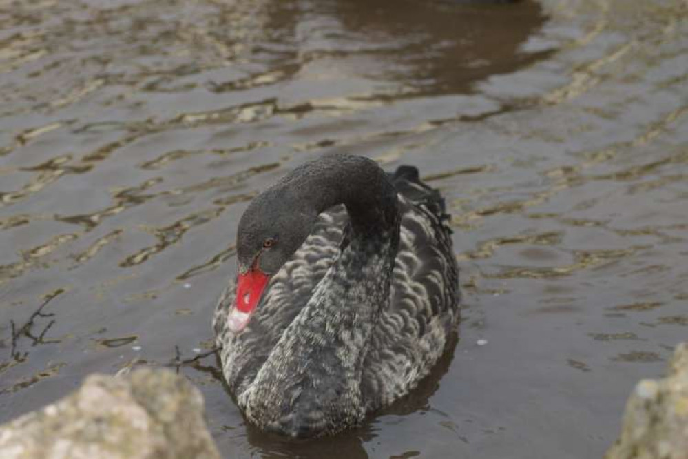 Black swan cygnet in the Brook (Nub News, Will Goddard)