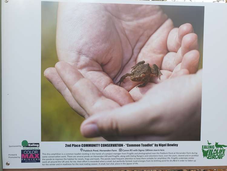 "Toadlet". Community Conservation was also a new category.