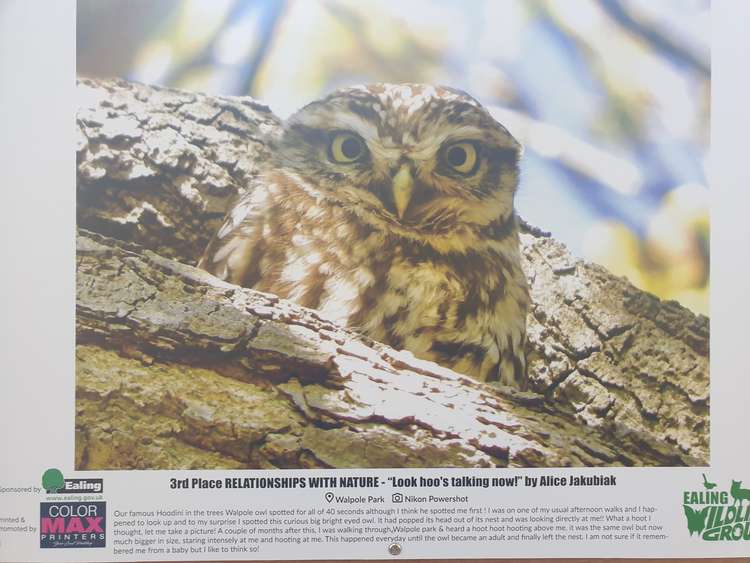 One photograph featured a 'Hoodini' owl spotted in Walpole Park.