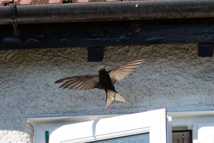 Saving Ealing Swifts campaign must raise £5,000 to go ahead. (Image: Malcolm Bowey)