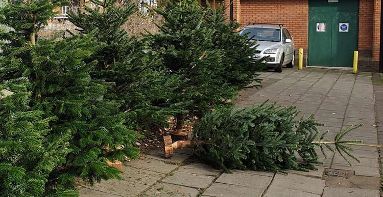 Christmas tree collections at home or at open spaces across Ealing. (Image: Hannah Davenport)