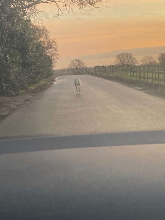 Warwickshire's white wallaby was first spotted in October last year