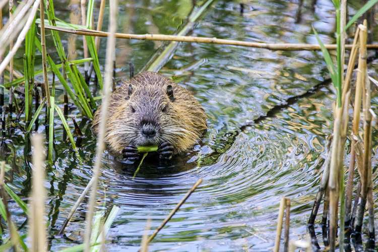 At least two beavers could be brought down from Scotland to live on Paradise Fields in Greenford (Image: Svetozar Cenisev)