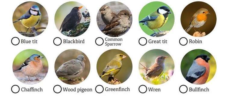 Spot the birdie - the great bird watch is on this weekend