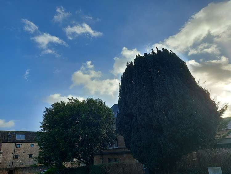 The churchyard trees in Frome at 8 am (February 18)