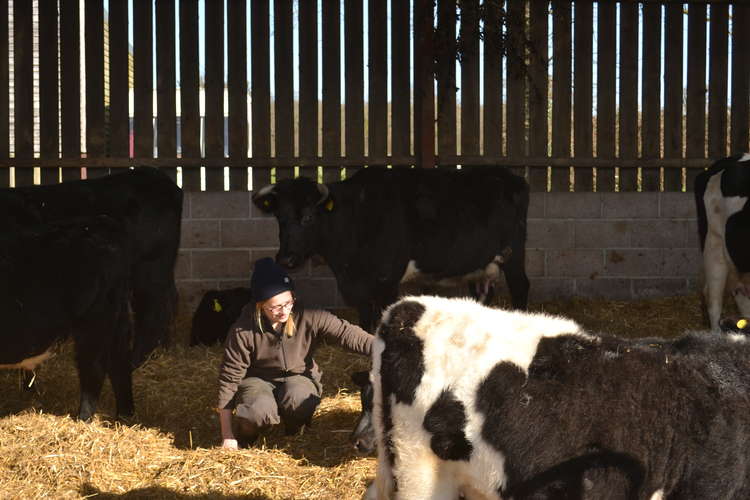 The cows are the fertiliser of the farm - even their saliva helps plants grow