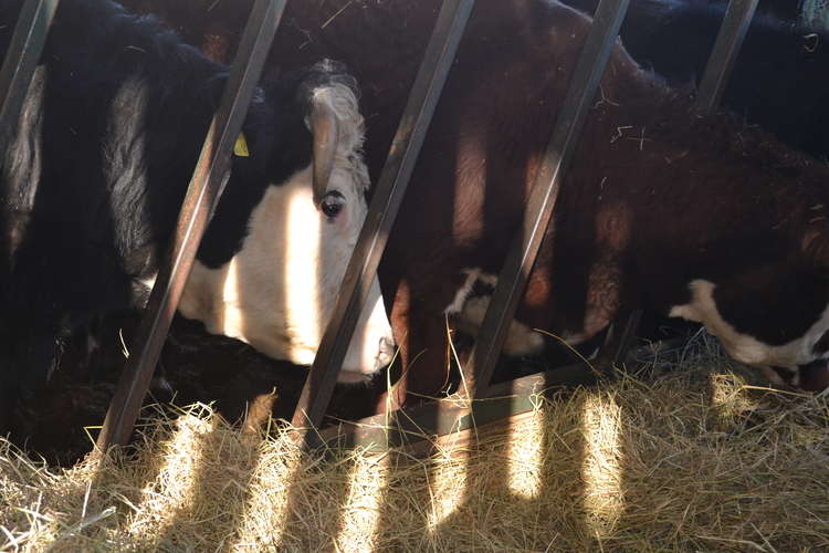 At Meadowsweet the main herd is Shetland but they also have cross breeds