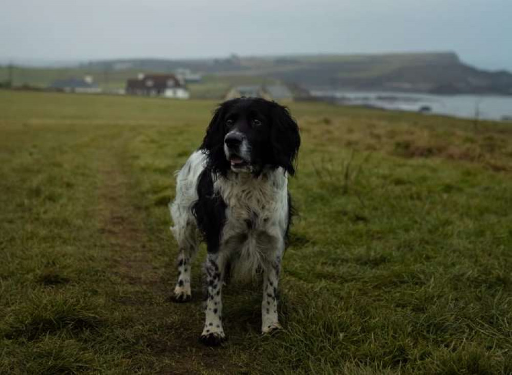 How Cornwall Council deals with hundreds of stray and lost dogs every year.