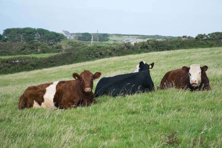 Tregarrick Farm, Wendron has been given the green light for improvements to the farm.