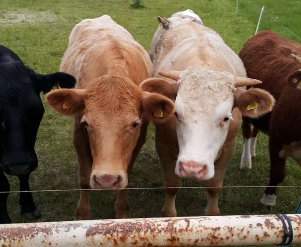 Charles Geoffrey Rogers of Traboe Farm has been banned for life from keeping farm animals.