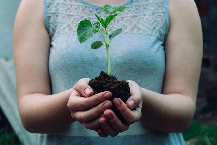 What's On in Hitchin: Tree planting is a lovely thing to do and a gift to the planet. CREDIT: Unsplash