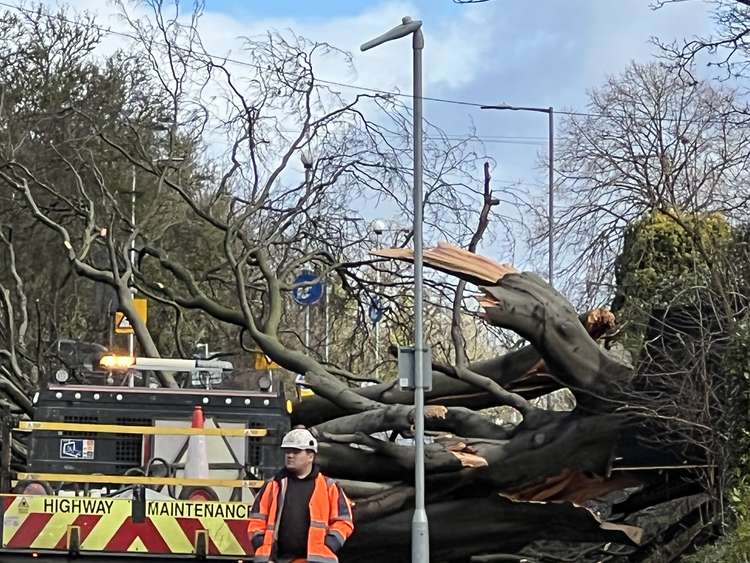 Storm Eustace fells huge tree causing it to come crashing down onto a Hitchin road. CREDIT: @HitchinNubNews